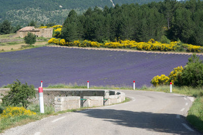 Empty road by lavender field