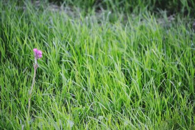 Close-up of pink flowering plants on land