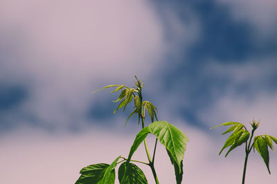 Close-up of plant against sky