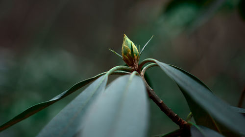 Close-up of plant