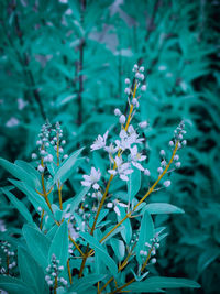 Close-up of purple flowering plant