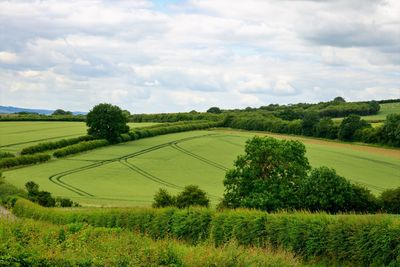 Scenic view of agricultural field against sky