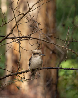 Bird perching on a tree