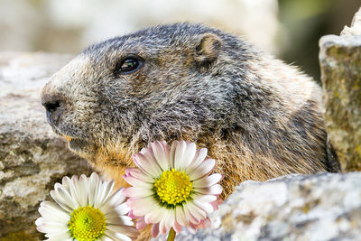 Close-up of an animal on rock