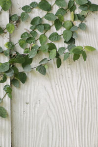 Close-up of fresh green leaves