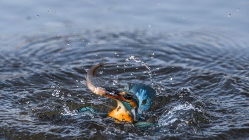 Close-up of turtle in water