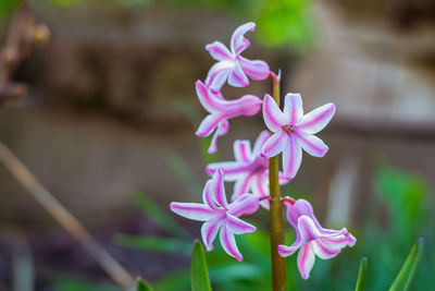 Close-up of pink flowers blooming outdoors