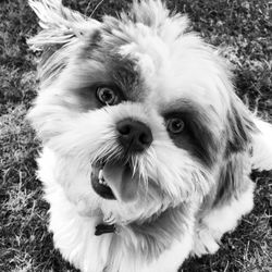 Close-up portrait of dog