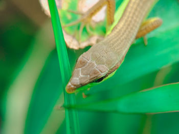 Close-up of lizard on leaf