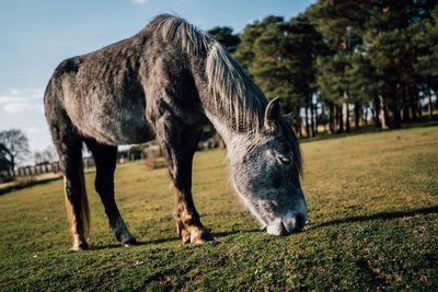 Horse grazing in a field