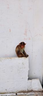 Portrait of cat sitting on wall