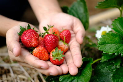 Cropped image of hand holding strawberries
