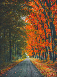 Road amidst trees