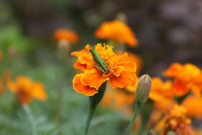 Close-up of orange marigold flower