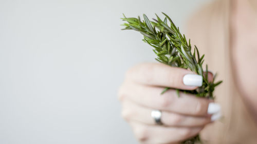Close-up of hand holding plant against white background