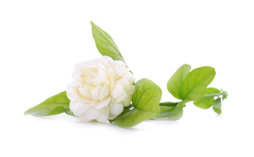 Close-up of white rose on leaves