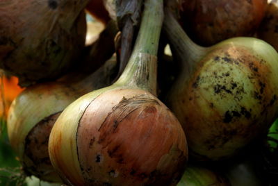 Close-up of bananas