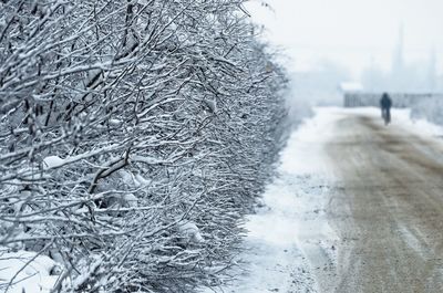 Close-up of frozen bare tree during winter