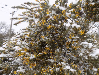 Tree in snow