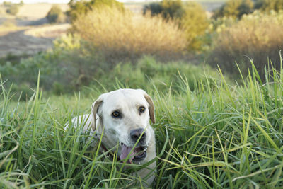 Portrait of dog on field