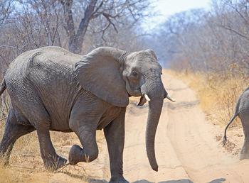 Close-up of elephant