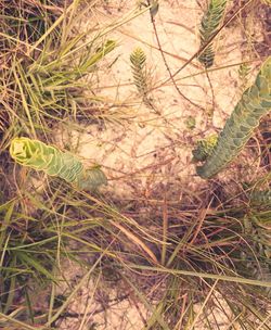 High angle view of plants growing on field