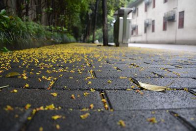 Yellow fallen flowers on sidewalk