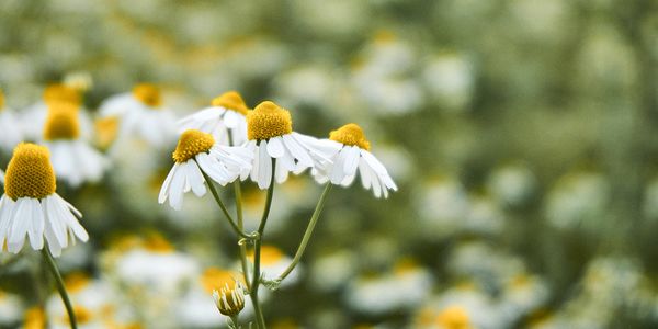 Close-up of white daisy plant