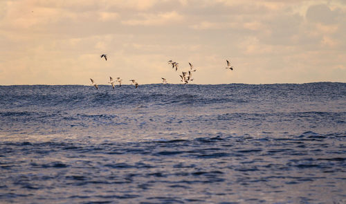 Birds flying over sea against sky