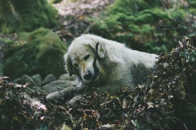 Close-up of dog relaxing outdoors