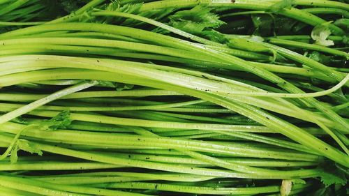 Close-up of fresh green plant