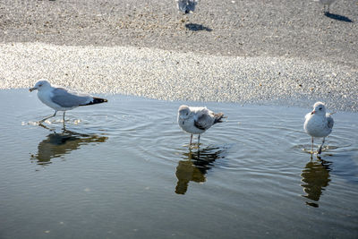 Seagulls perching on lake