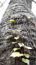 Close-up of young plant