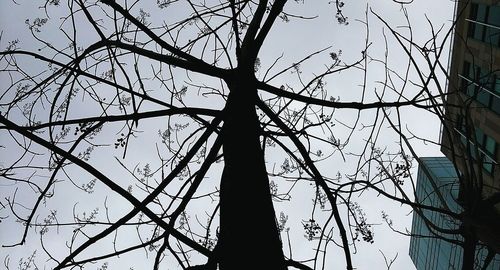 Low angle view of bare tree against sky