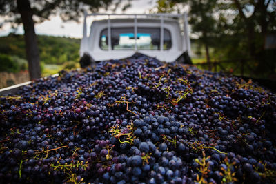 View of grapes harvesting