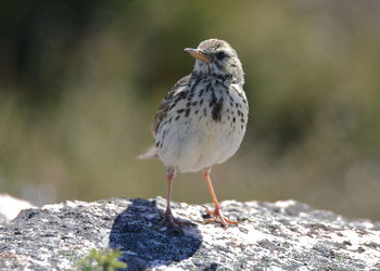 Close-up of bird perching on rock