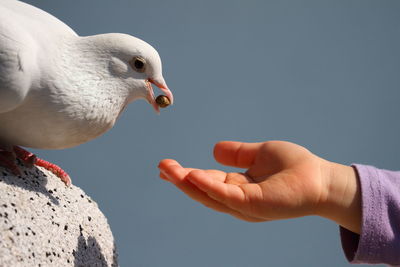 Close-up of hand feeding bird