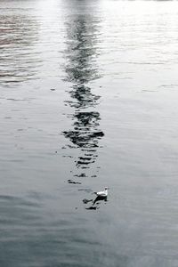 Close-up of swan swimming in lake