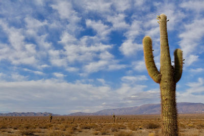 Low angle view of cactus  against sky