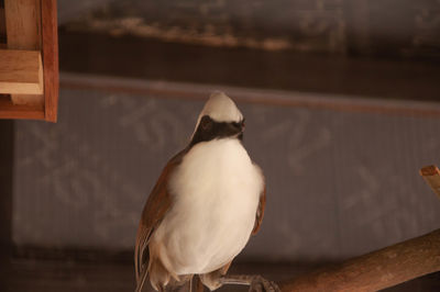 Close-up of bird perching on railing