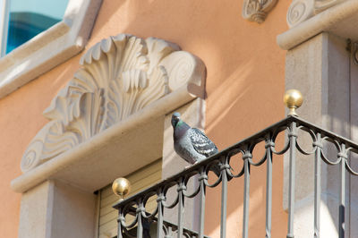 Low angle view of pigeon perching on the railing