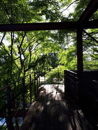 Trees in forest