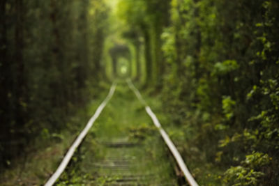 View of railroad tracks in forest