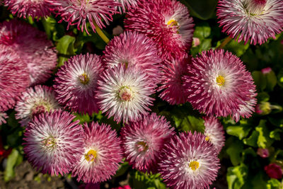 High angle view of pink flowering plants