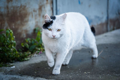 Close-up of cat