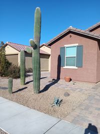 Desert landscape 