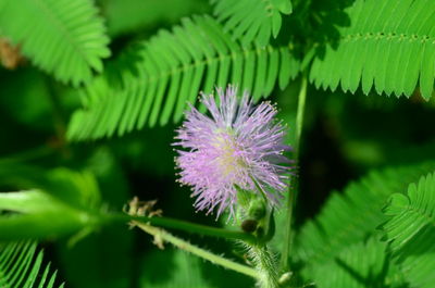 Close-up of purple flowering plant