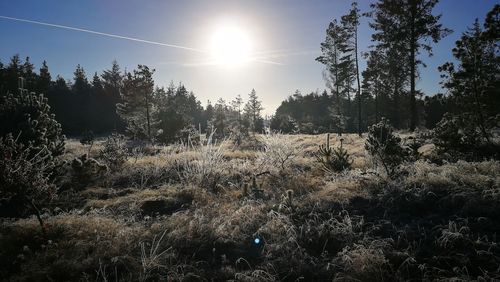 View of trees against sky