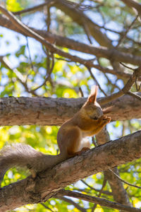 Close-up of squirrel on tree