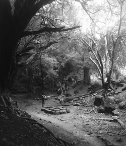 Bare trees in forest